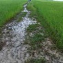 muddy conditions of the fields surrounding the school